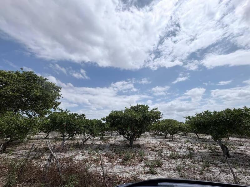 Foto 3 de 3: Terreno em leilão em Pacajus - CE, bairro Tiririca — Lote 6.600m² || DESOCUPADO || Pacajus-CE | Tiririca - Excelente Terreno - Somente à vista