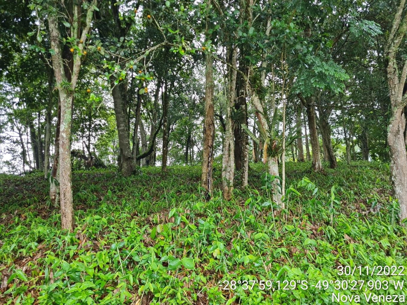 Foto 7 de 8: Terreno em leilão em Nova Veneza - SC — Terreno Urbano com área de 3.255.00m2, em Nova Veneza-SC