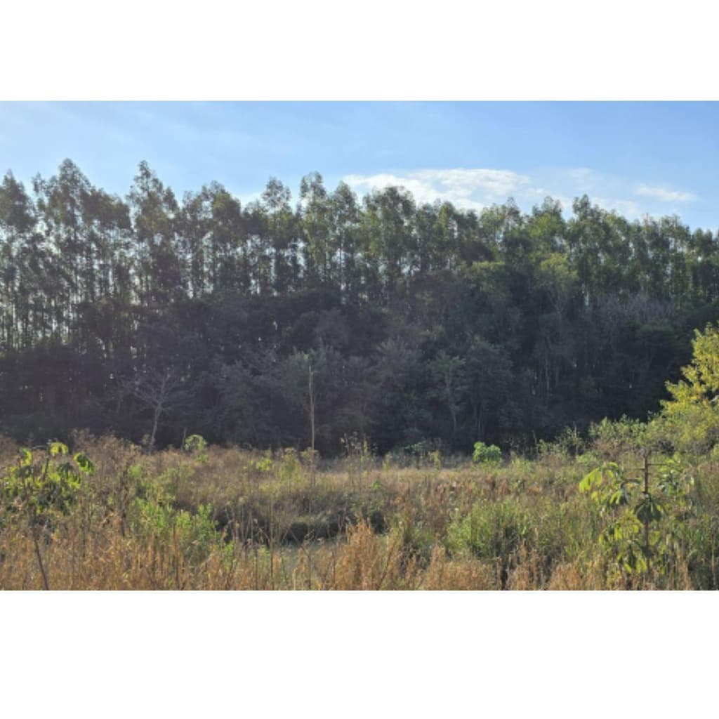 Foto 5 de 6: Area Rural em leilão em Marechal Cândido Rondon - PR — IMÓVEL RURAL- COM ÁREA DE 43.560 m2- Em MARECHAL CÂNDIDO RONDON/PR