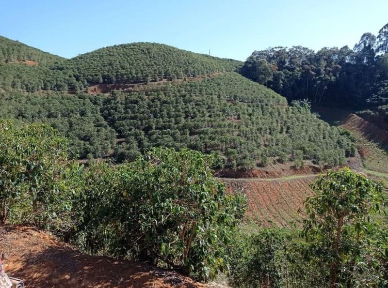 Foto 47 de 49: Area Rural em leilão em Caiana - MG — IMÓVEL RURAL COM ÁREA TOTAL DE 16,99,68 hectares- Em CAIANA/MG