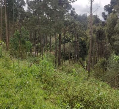 Foto 19 de 26: Area Rural em leilão em São João Do Triunfo - PR — IMÓVEL RURAL COM EXTENSÃO URBANA - ÁREA TOTAL DE 60.726,43 m²-AVENIDA DAS ARAUCÁRIAS-LADEIRA- SÃO JOÃO DO TRIUNFO-PR