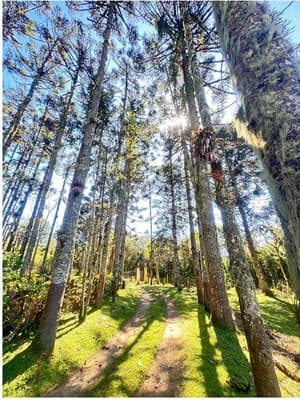 Foto 3 de 35: Area Rural em leilão em São José Dos Pinhais - PR — Sitio com área total de 120.974,16m², localizado Borda do Campo em São José dos Pinhais/PR