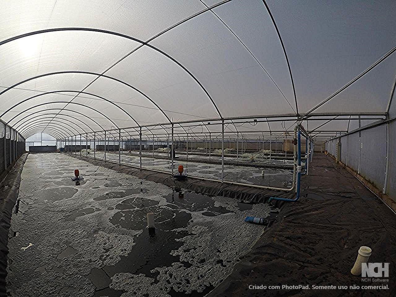 Foto 13 de 13: Area Rural em leilão em São Simão - SP — Sítio com ESTRUTURA 100% PRONTA para AQUICULTURA - com 5,5 Alqueires à 3km de São Simão e 40km de Ribeirão Preto/SP