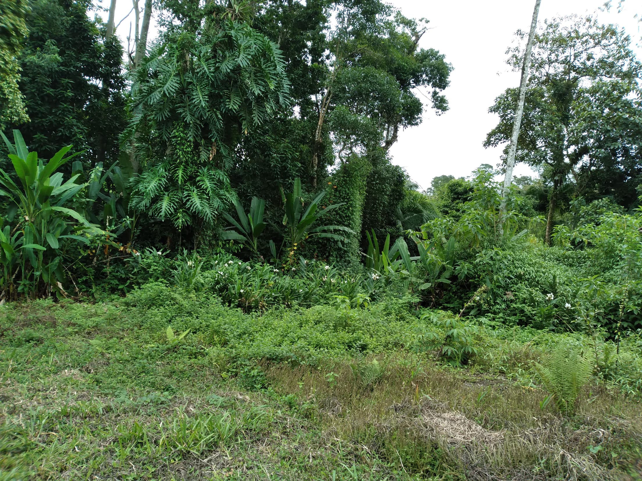 Foto 1 de 13: Terreno em leilão em Antonina - PR — Terreno Rural 308,4632ha Desocupado em Antonina/PR