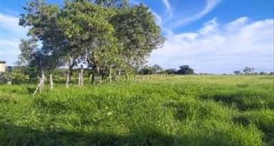 Foto 10 de 10: Area Rural em leilão em Barreiras - BA — IMÓVEL RURAL COM 12,57HA EM BARREIRAS - BA