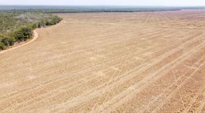 Foto 5 de 6: Area Rural em leilão em Brasnorte - MT — Fazenda Elo Verde 2.200 hectares em MT 50% de desconto