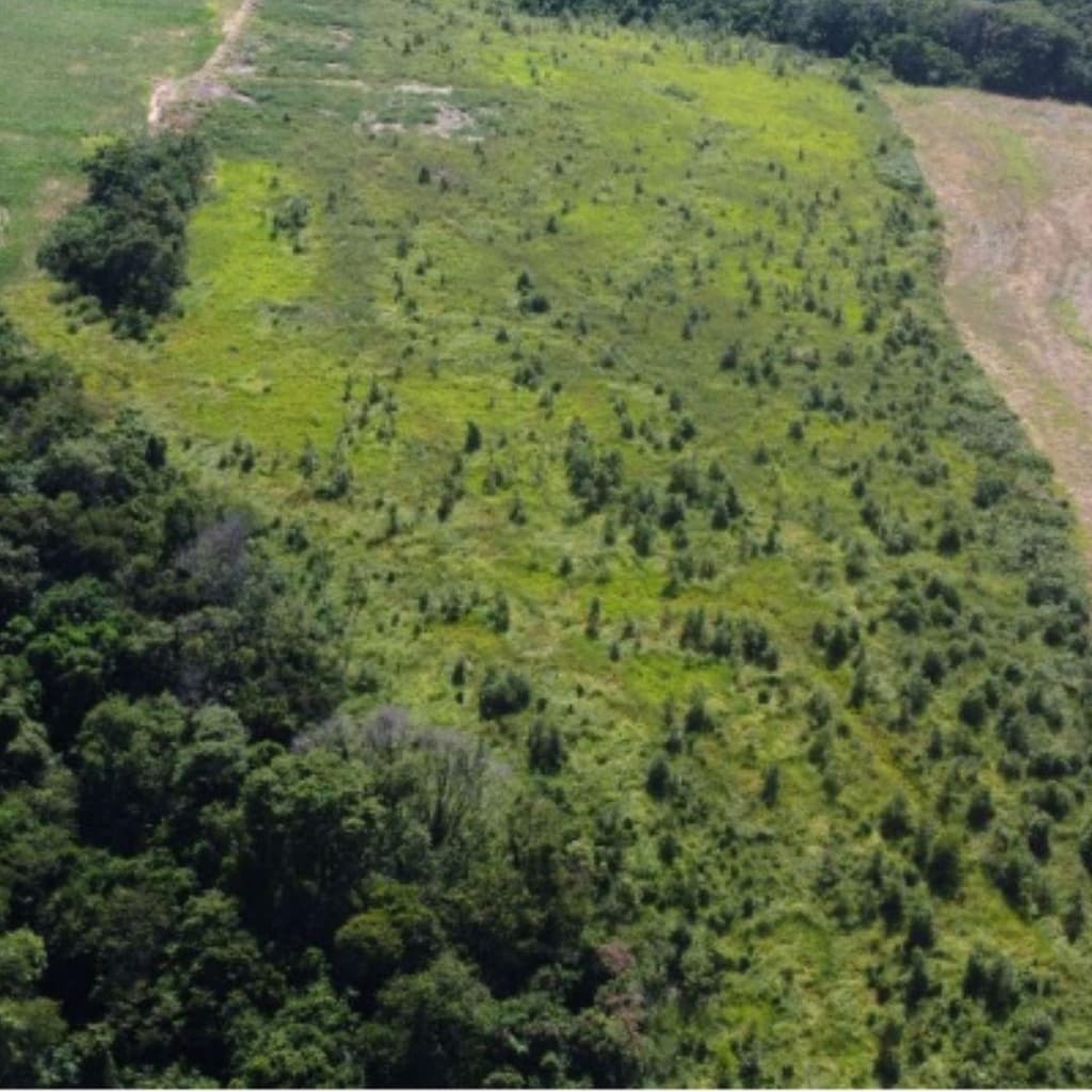 Foto 5 de 7: Area Rural em leilão em Janiópolis - PR — IMÓVEL RURAL COM ÁREA DE 121.000 m2- Em JANIÓPOLIS/PR