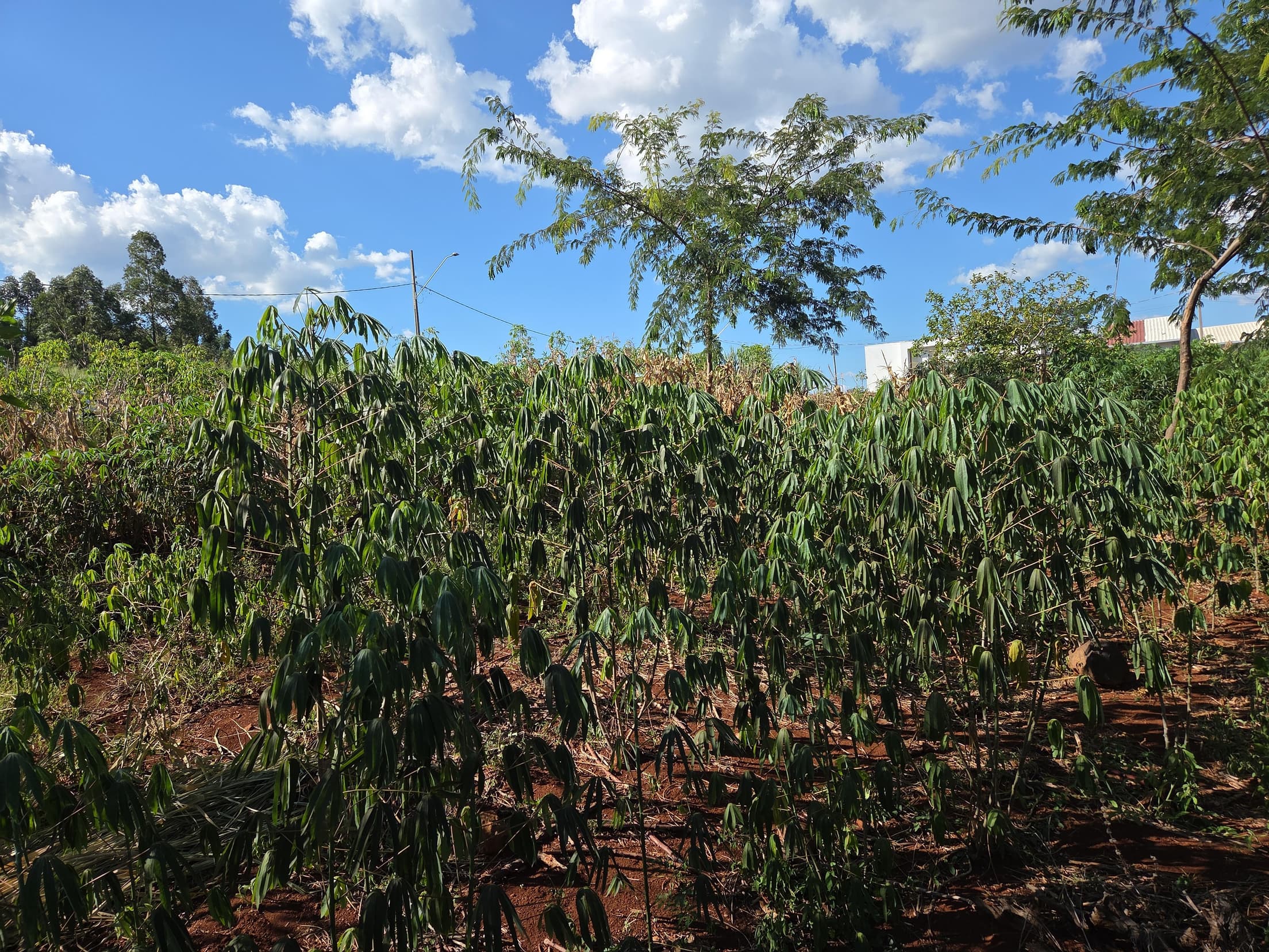 Foto 4 de 5: Terreno em leilão em Nova Prata Do Iguaçu - PR, bairro Novo — LOTE URBANO Nº 11 DA QUADRA 02 DA RUA ARTHUR BERNARDES, Nº 477, BAIRRO NOVO LOCALIZADO EM NOVA PRATA DO IGUAÇU/PR - ÁREA DE 598,85M²