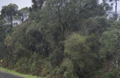 Foto 10 de 10: Terreno em leilão em Santa Cecília - SC — (Parte ideal) Terreno, A.T. 8.636,00m², diferencial, Bairro Fazenda Ouveiro