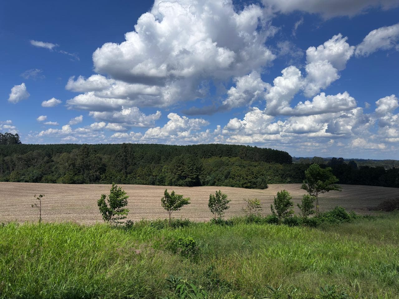 Foto 3 de 3: Terreno em leilão em Canoinhas - SC — Terreno rural com área de 159.075m², situado no lugar denominado Palmito Piedade, no municipio e comarca de Canoinhas/SC.