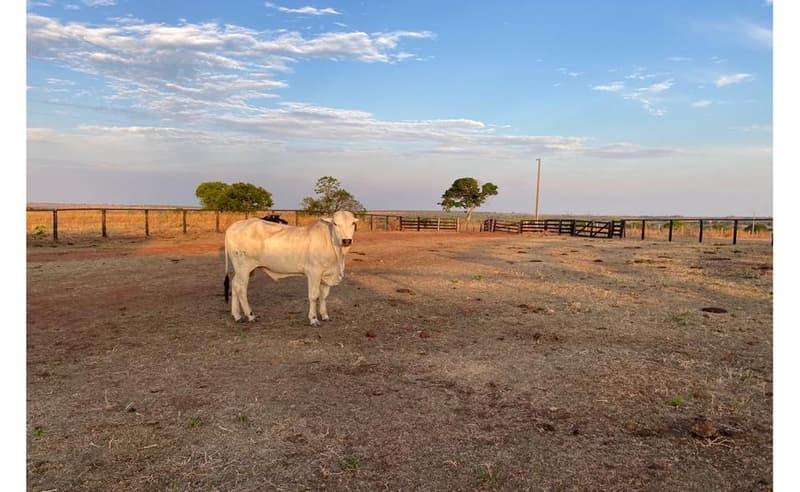 Area Rural em leilão em Araguaçu - TO — Gleba de terras com extensão de 1.165.18.20ha em Araguaçu/TO