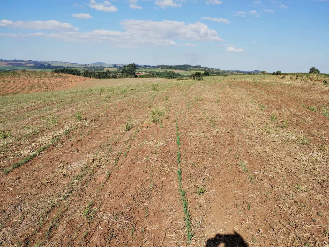 Foto 1 de 24: Area Rural em leilão em São Jerônimo Da Serra - PR — Área rural com área de 35,53 hectares - São Jerônimo da Serra/PR.