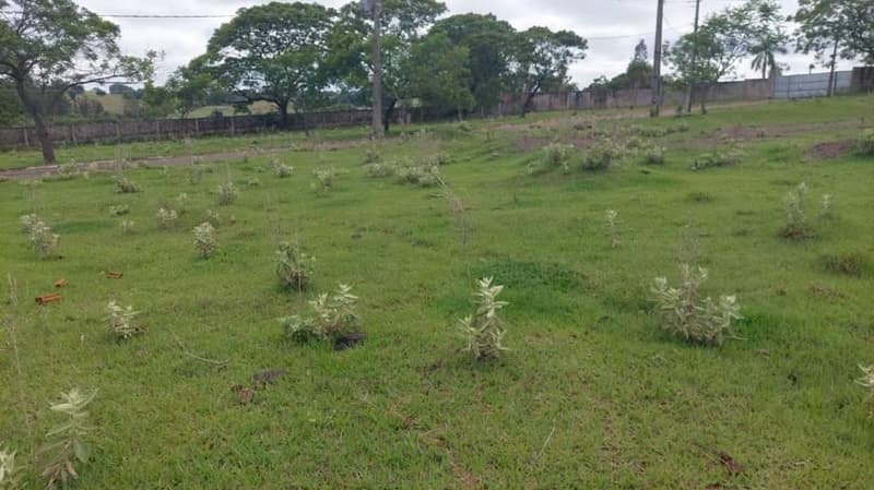 Foto 1 de 8: Terreno em leilão em Pérola - PR — Lote 597m² | Pérola-PR | Parque Residencial Viva - Amplo Terreno com Excelente Topografia - Somente à Vista!
