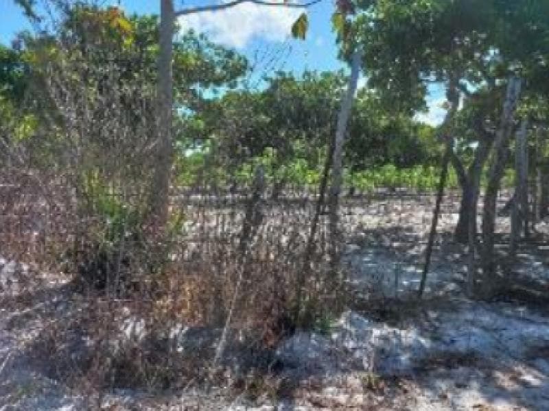 Foto 5 de 5: Terreno em leilão em Pacajus - CE, bairro Curimatã — Lote, Pacajus / CE