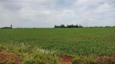 Foto 8 de 13: Area Rural em leilão em Maripá - PR — IMÓVEIS RURAIS EM MARIPÁ-PR