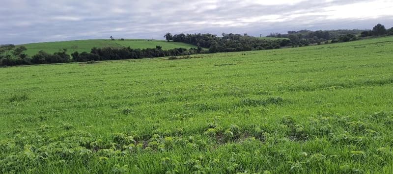 Foto 4 de 7: Area Rural em leilão em Nova Ramada - RS — IMÓVEL RURAL COM ÁREA TOTAL DE 123,096 M2, EM NOVA RAMADA-RS