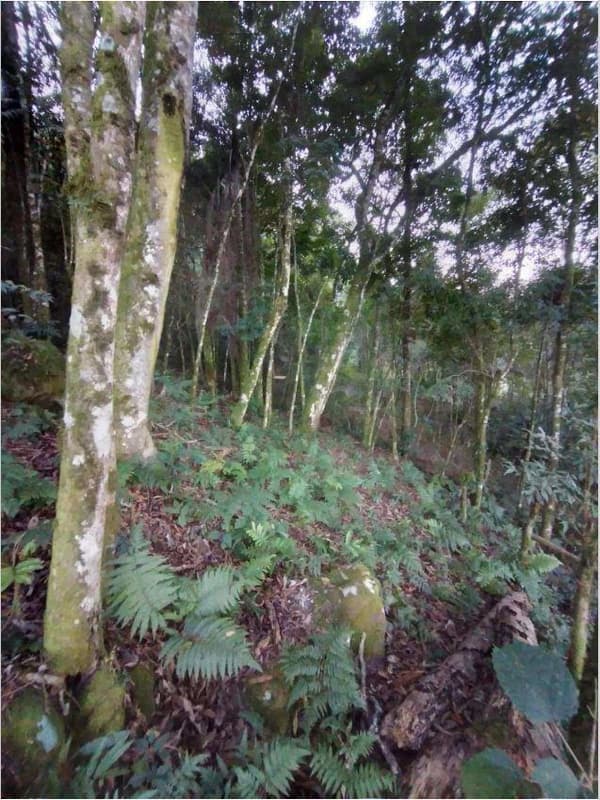 Foto 2 de 8: Terreno em leilão em Porto União - SC — Terreno com aproximadamente 8.259,10m².