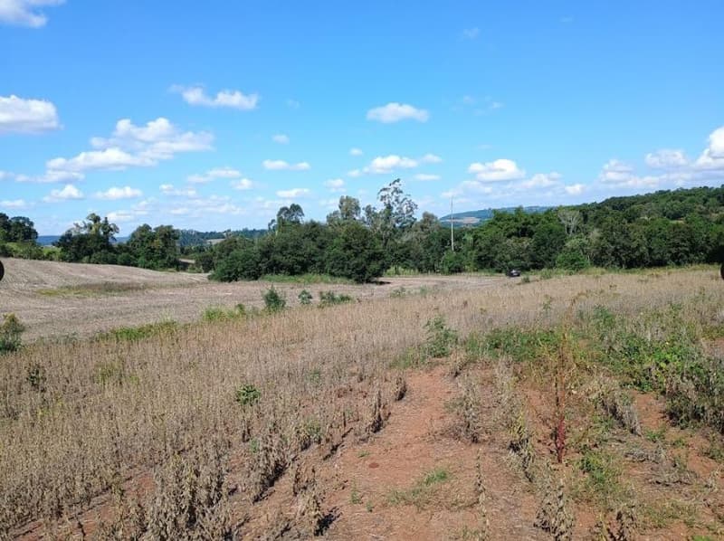 Foto 4 de 8: Area Rural em leilão em Porto Lucena - RS — IMÓVEL RURAL COM ÁREA DE 100,000m² - PORTO LUCENA/RS