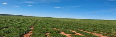 Foto 2 de 3: Area Rural em leilão em Teodoro Sampaio - SP — Fazenda Dois Irmãos, com área 197ha, localizada em Teodoro Sampaio/SP.