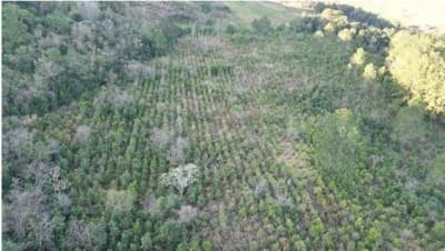 Foto 7 de 16: Area Rural em leilão em Quedas Do Iguaçu - PR — IMÓVEIS RURAIS VENDA CONJUNTA DE DUAS MATRÍCULAS- Em QUEDAS DO IGUAÇU/PR