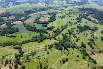 Foto 7 de 13: Area Rural em leilão em São José Das Palmeiras - PR — IMÓVEL RURAL COM ÁREA TOTAL DE 22,40 ha- Em SÃO JOSÉ DAS PALMEIRAS/PR