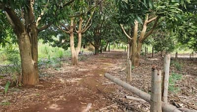 Foto 7 de 8: Area Rural em leilão em Vicentinópolis - GO — Lote Agrícola 317ha em Vicentinópolis/GO | Vizinho à Usina Caçu | Topografia Plana e Beira do Asfalto