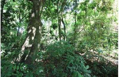 Foto 5 de 16: Terreno em leilão em Foz Do Iguaçu - PR — Terreno com 4.919,10 m² , sem benfeitorias, na Avenida Theodoro Risden nº 598, Foz do Iguaçu/PR