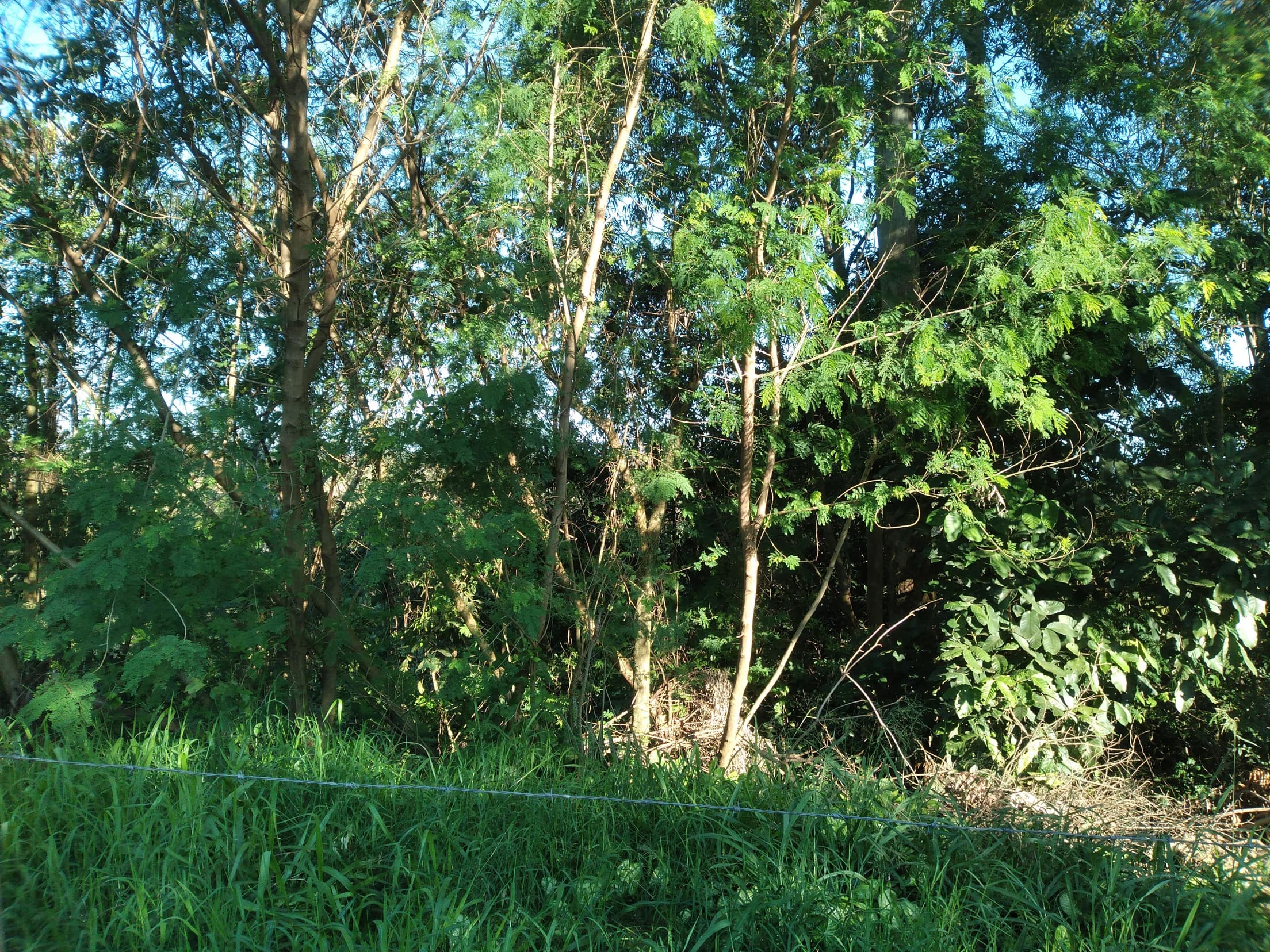 Foto 28 de 41: Area Rural em leilão em Capitão Leônidas Marques - PR — Gleba Urbana Desocupada 27.837m2 no Bairro São Gabriel em Capitão Leonidas Marques/PR