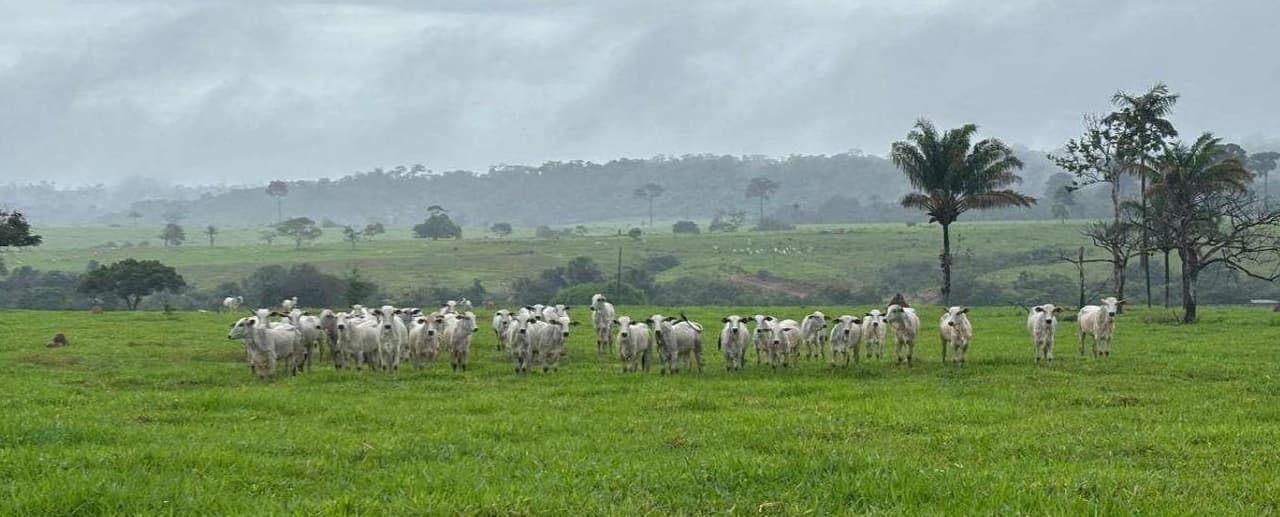 Foto 1 de 7: Area Rural em leilão em Nova Monte Verde - MT — IMÓVEL RURAL | A.T. 52,2136HA - SÍTIO SÃO ROQUE | NOVA MONTE VERDE/MT
