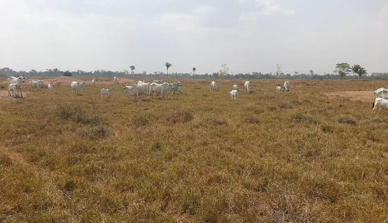 Foto 3 de 7: Area Rural em leilão em Corumbiara - RO — IMÓVEL RURAL | AT. 41,1017 HA E AC 35,7866 | CORUMBIARA/RO