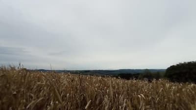 Foto 2 de 7: Area Rural em leilão em Renascença - PR — Fazenda Marmeleiro/PR