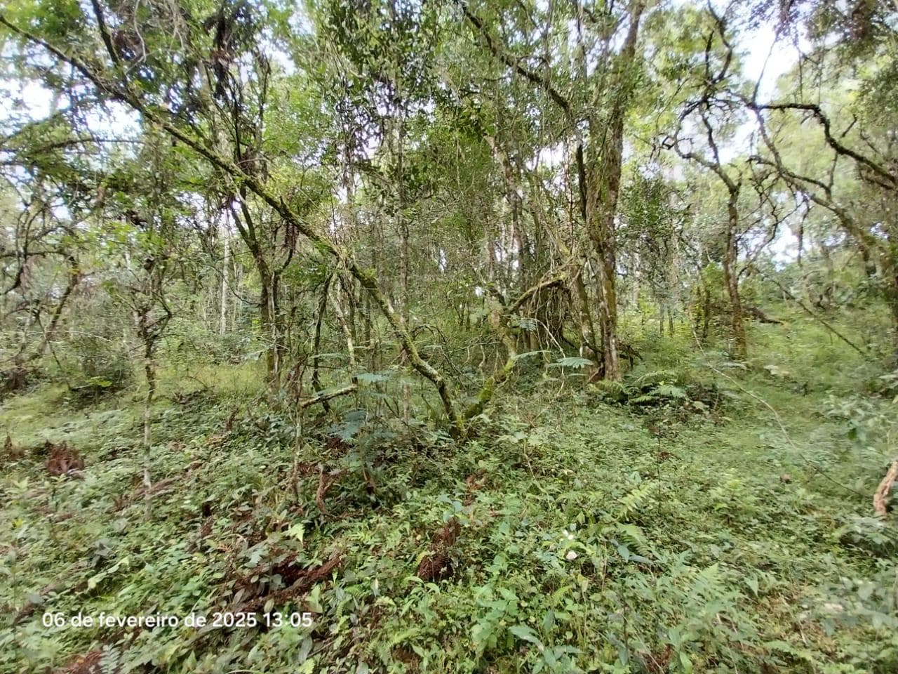 Foto 17 de 18: Area Rural em leilão em Lapa - PR — Terreno rural com a área de 2,0227ha, Lapa/PR