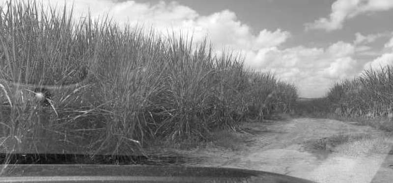 Foto 4 de 10: Area Rural em leilão em Porto Calvo - AL — IMÓVEL RURAL OBJETO DA MATRÍCULA 1.947 DO CARTÓRIO DE REGISTRO DE IMÓVEIS DA COMARCA PORTO CALVO/AL