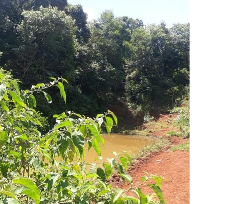 Foto 8 de 9: Area Rural em leilão em Roncador - PR — Gleba de terras, A.T. 60 ha, Colônia Muquilão