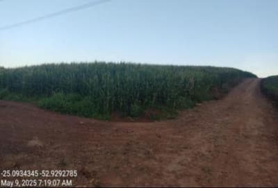 Foto 16 de 20: Area Rural em leilão em Campo Bonito - PR, bairro Zona Rural — IMÓVEL RURAL COM ÁREA TOTAL DE 19.73 ha- Em CAMPO BONITO/PR