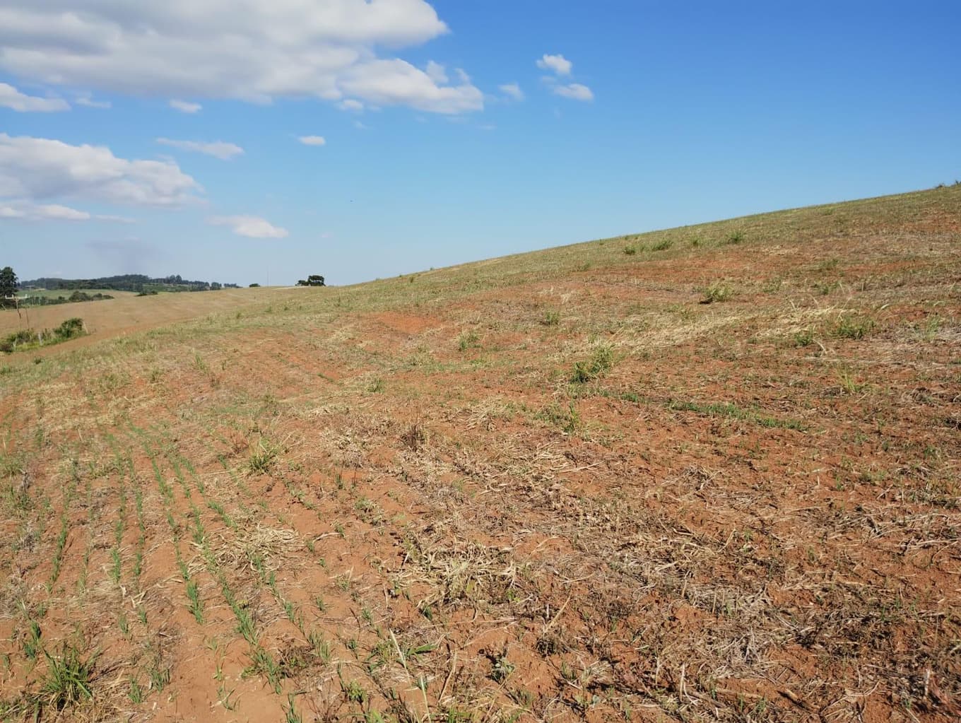 Foto 18 de 24: Area Rural em leilão em São Jerônimo Da Serra - PR — Área rural com área de 35,53 hectares - São Jerônimo da Serra/PR.