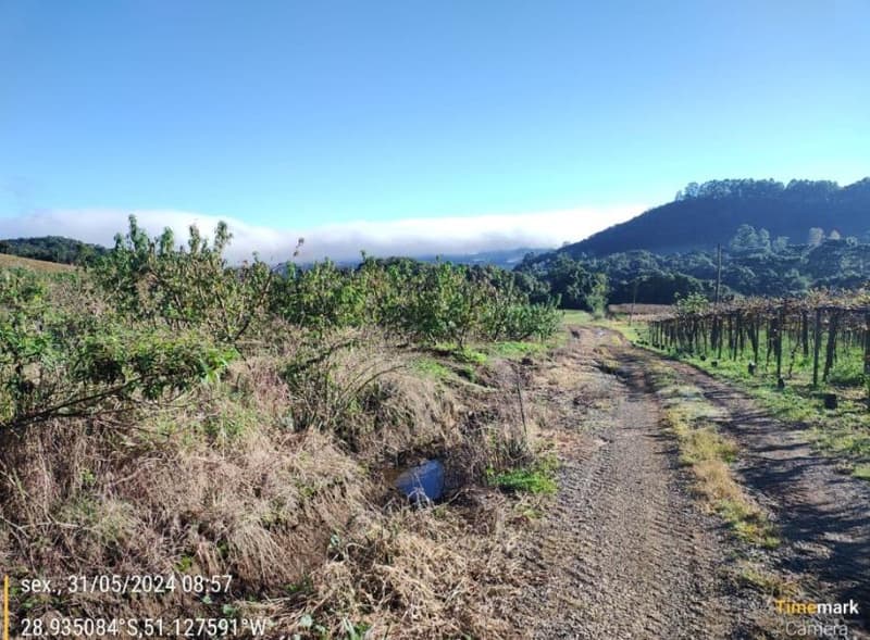 Foto 4 de 6: Area Rural em leilão em São Marcos - RS, bairro Interior — IMÓVEL RURAL COM ÁREA DE 62.250,00 M2 LINHA RIACHUELO EM SÃO MARCOS -RS