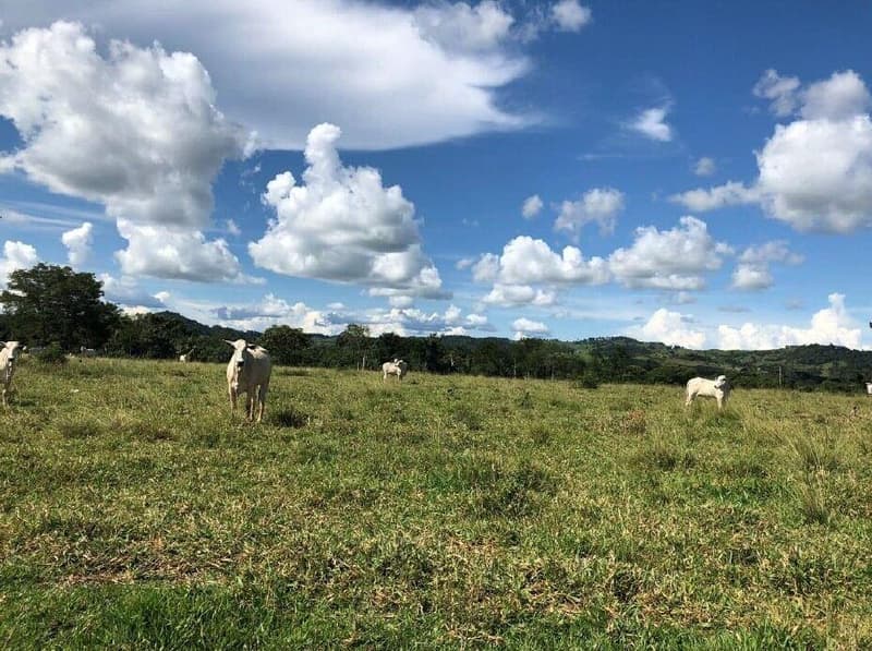 Area Rural em leilão em Colorado Do Oeste - RO — IMÓVEL RURAL | GLEBA 34 | 45,7370HA - COLORADO DO OESTE/RO