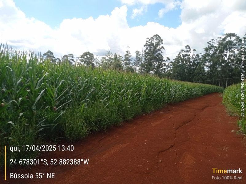 Foto 6 de 8: Area Rural em leilão em Campina Da Lagoa - PR — IMÓVEL RURAL COM ÁREA DE 60.500 m2 Em CAMPINA DA LAGOA/PR