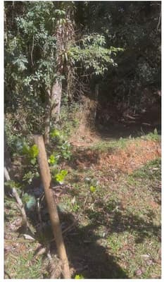 Foto 16 de 35: Area Rural em leilão em São José Dos Pinhais - PR — Sitio com área total de 120.974,16m², localizado Borda do Campo em São José dos Pinhais/PR