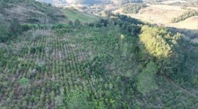 Foto 4 de 9: Area Rural em leilão em Quedas Do Iguaçu - PR, bairro Quedas do Iguaçu — IMÓVEL RURAL COM ÁREA TOTAL DE 10.668500 (hectares) EM QUEDAS DO IGUAÇU-PR