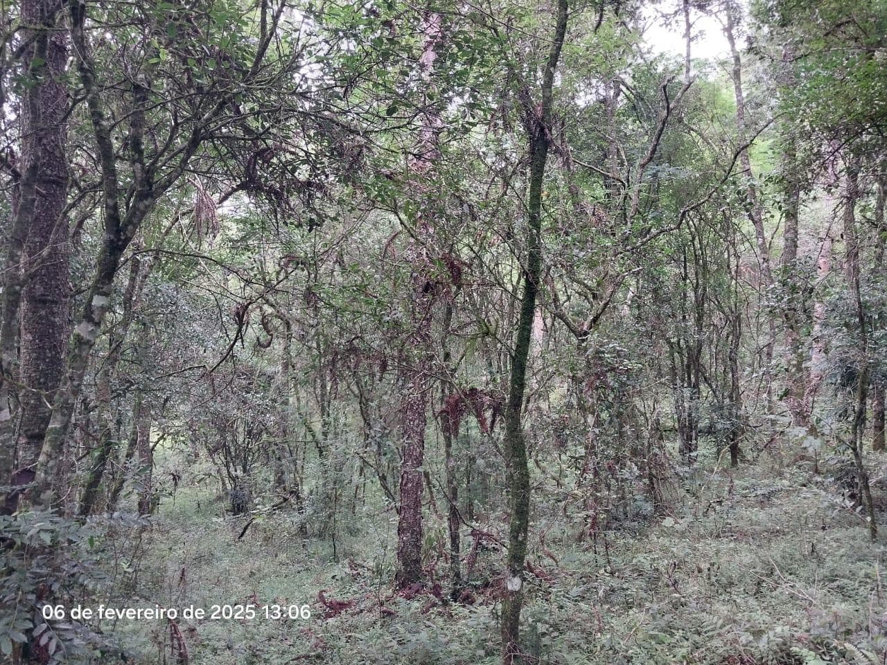 Foto 7 de 18: Area Rural em leilão em Lapa - PR — Terreno rural com a área de 2,0227ha, Lapa/PR
