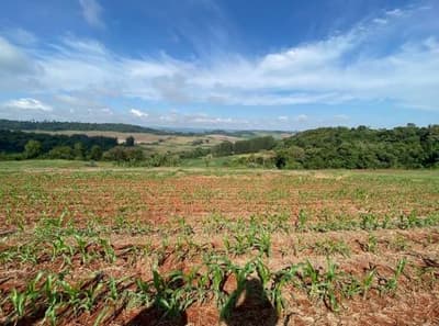Foto 4 de 10: Area Rural em leilão em Nova Prata Do Iguaçu - PR — IMÓVEL RURAL COM ÁREA TOTAL DE 20.000,00 M2 EM NOVA PRATA DO IGUAÇU-PR