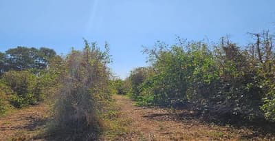 Foto 2 de 6: Area Rural em leilão em Serra Do Salitre - MG — Imóvel Rural 05,99,39 ha na Fazenda Santa Maria, Serra do Salitre/MG