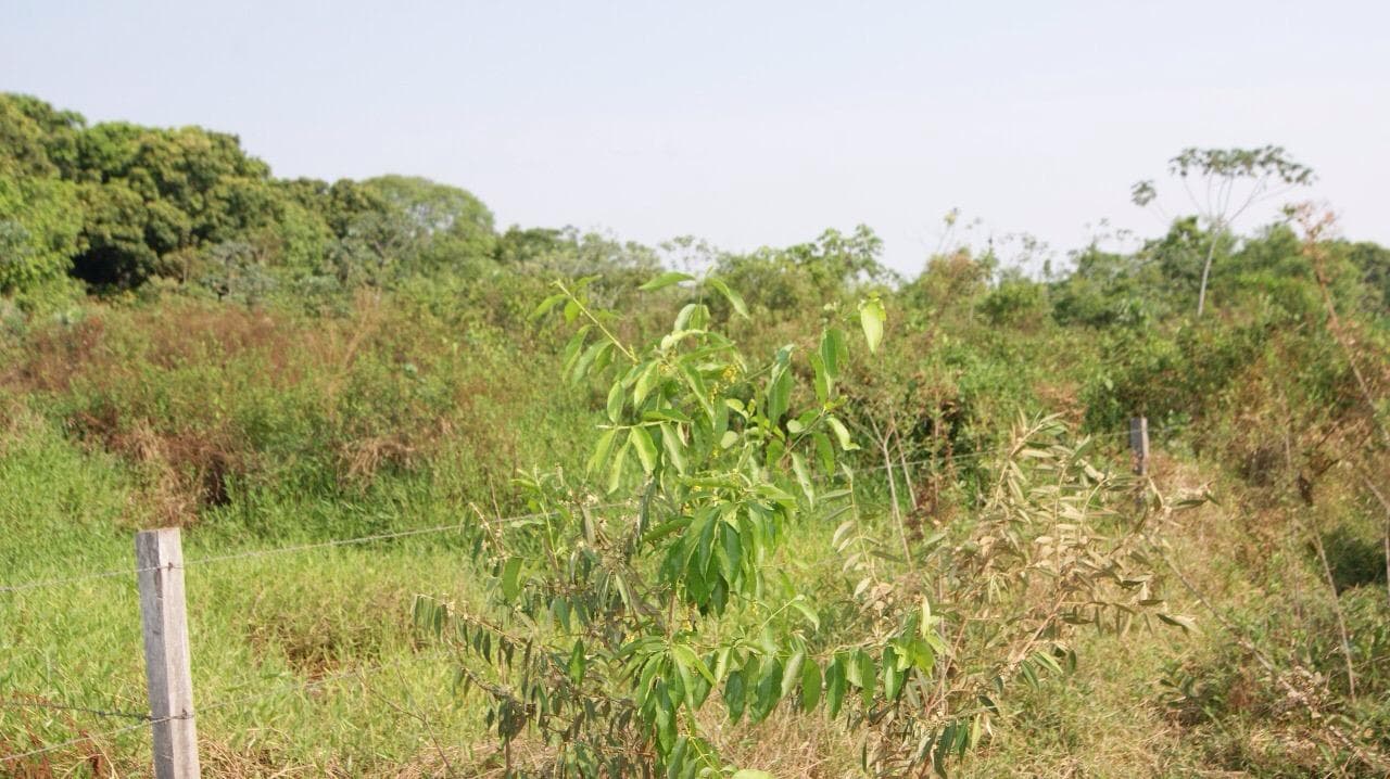 Foto 11 de 18: Terreno em leilão em Cáceres - MT — Terreno com 9.987m², Desocupado no Panorama em Cáceres/MT