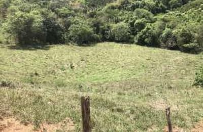 Foto 2 de 14: Area Rural em leilão em Caconde - SP — Sítio, A.T. 9,9500ha