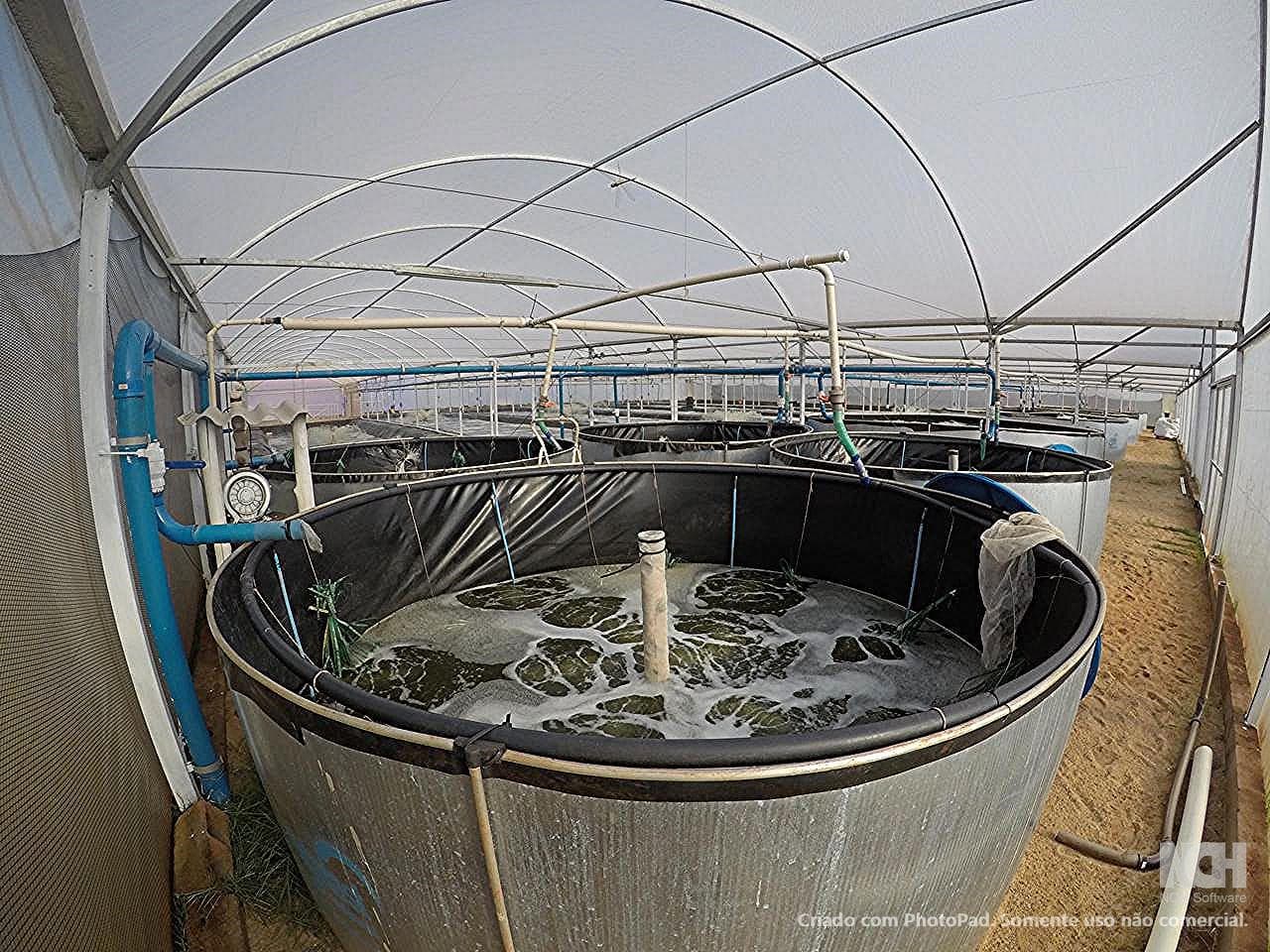 Foto 7 de 13: Area Rural em leilão em São Simão - SP — Sítio com ESTRUTURA 100% PRONTA para AQUICULTURA - com 5,5 Alqueires à 3km de São Simão e 40km de Ribeirão Preto/SP