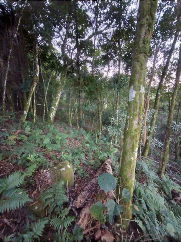 Foto 4 de 8: Terreno em leilão em Porto União - SC — Terreno com aproximadamente 8.259,10m².