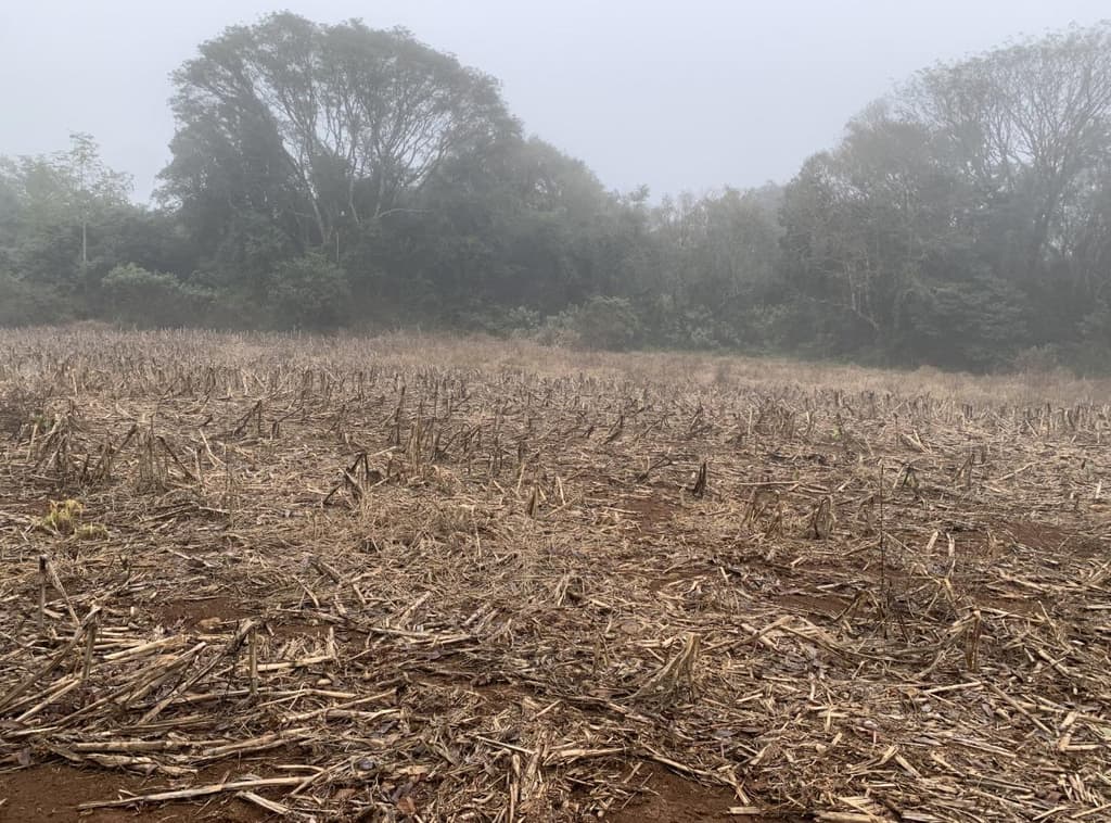 Foto 8 de 12: Area Rural em leilão em Viadutos - RS — IMÓVEL RURAL COM ÁREA TOTAL DE 13,18750 HA EM VIADUTOS-RS