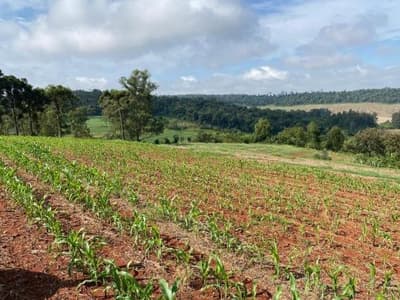 Foto 9 de 9: Area Rural em leilão em Nova Prata Do Iguaçu - PR — IMÓVEL RURAL COM ÁREA TOTAL DE 20.000,00 m² - NOVA PRATA DO IGUAÇU/PR